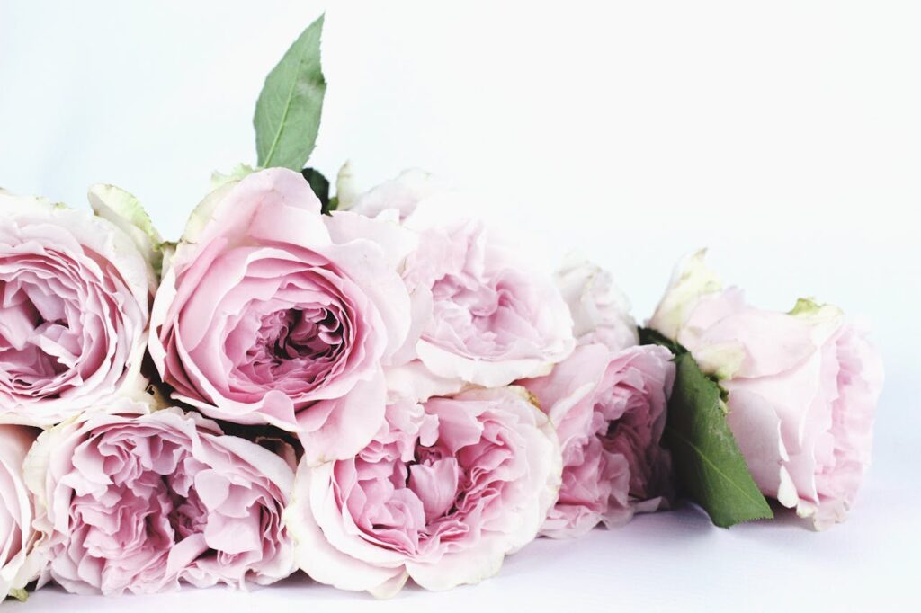 A beautiful close-up of a bouquet of delicate pink roses with leaves, perfect for romantic occasions.